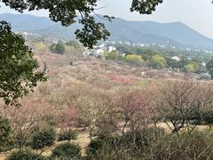 -香雪海