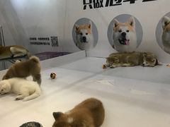 -东浩兰生上海世博展览馆