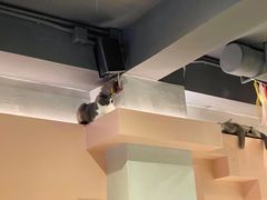 -猫儿山۰猫主题餐厅