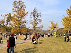 -千年银杏谷文化旅游区