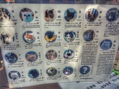 -喵屿·大理花园猫咖