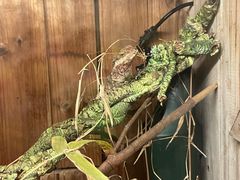 -上海大自然野生昆虫馆