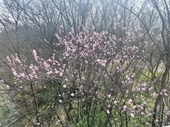 -大蜀山国家森林公园