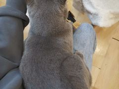 -猫咪派对(江南西店)