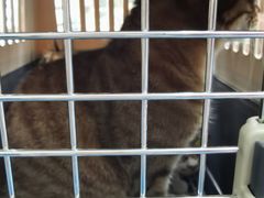 -创凡宠物医院·骨专科  猫科中心(西乡分院)