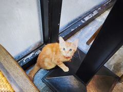 -囿面传统制面馆(中央路店)