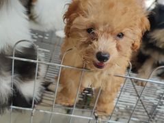 -桂林市花鸟市场