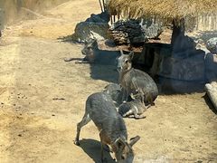 -大连森林动物园