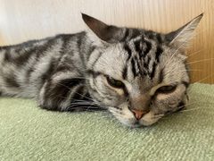 -CAT’S MEWSTAR CAFE·喵星球猫屋(晴湾咖啡店)
