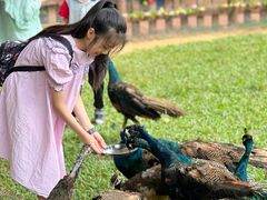 -西双版纳勐泐文化旅游区