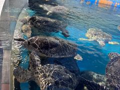 -烟台海昌鲸鲨海洋公园