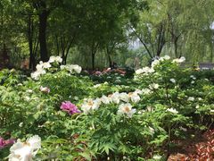 -洛阳市隋唐城遗址植物园