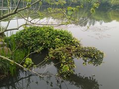 -西湖外事游船(花港观鱼码头)