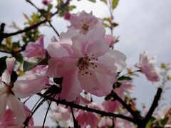 -南汇桃花村