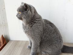 -藏猫猫咖啡主题馆(中央大道店)