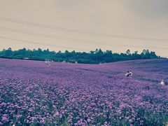 -紫颐香薰山谷景区
