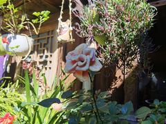 -龙姐私房菜(和顺古镇店)