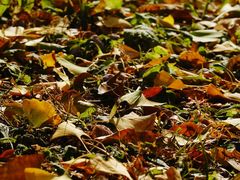 -三里屯东五街银杏大道