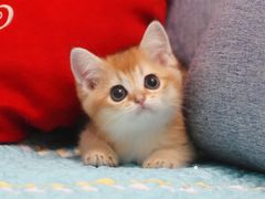 -Bastet sally猫舍购宠(静安店)