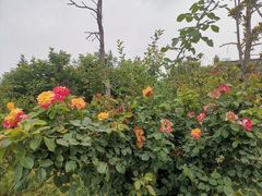 -洛阳市隋唐城遗址植物园