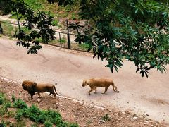 -大连森林动物园