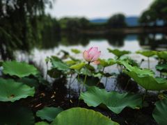 -尚湖风景区