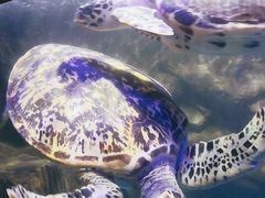 -太平洋海底世界