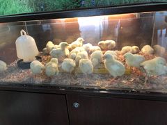 -吉隆坡雀鸟公园