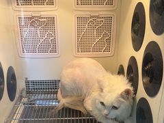 -中农国际动物医院24小时·猫科·骨科·急重症中心