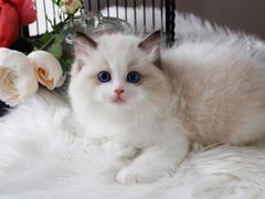 -十年猫舍·猫咪专门店(普陀店)