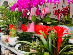 -南汇花鸟市场(上海浦东新花卉店)
