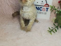 -十年猫舍·猫咪专门店(普陀店)