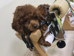 -美联众合动物医院·24h转诊中心