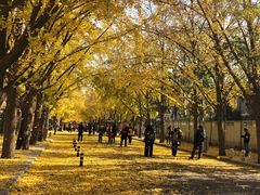 -三里屯东五街银杏大道
