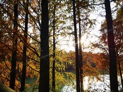 -上海海湾国家森林公园