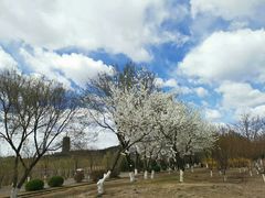 -永定河休闲森林公园