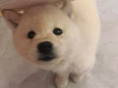 -柴犬小屋·柴餐厅·狗咖食堂(金鼎广场店)