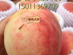 淘宝搜小慧大桃-小慧大桃观光采摘园
