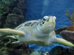 -上海海洋水族馆