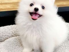 -翊宠yipet猫狗购宠庄园犬舍•猫舍