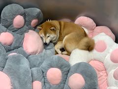 -柴务处·柴犬主题狗咖