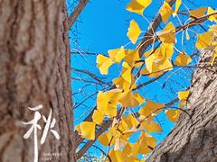 -三里屯东五街银杏大道