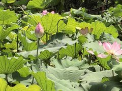-同里国家湿地公园