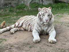 -北京野生动物园