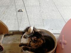 -瞄一喵猫咖(格力海岸店)