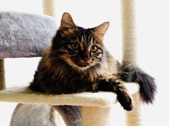 -pd派德宠物中心医院24H急重症·眼科中心·血液透析中心(嵩山北路店)