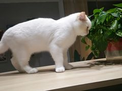 -藏猫猫咖啡主题馆(中央大道店)