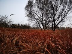 -野鸭湖国家湿地公园