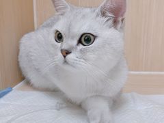 -美联众合动物医院·24h京西诊疗中心