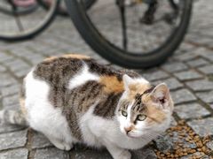 -同济大学(嘉定校区)